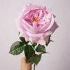 pinkish purple