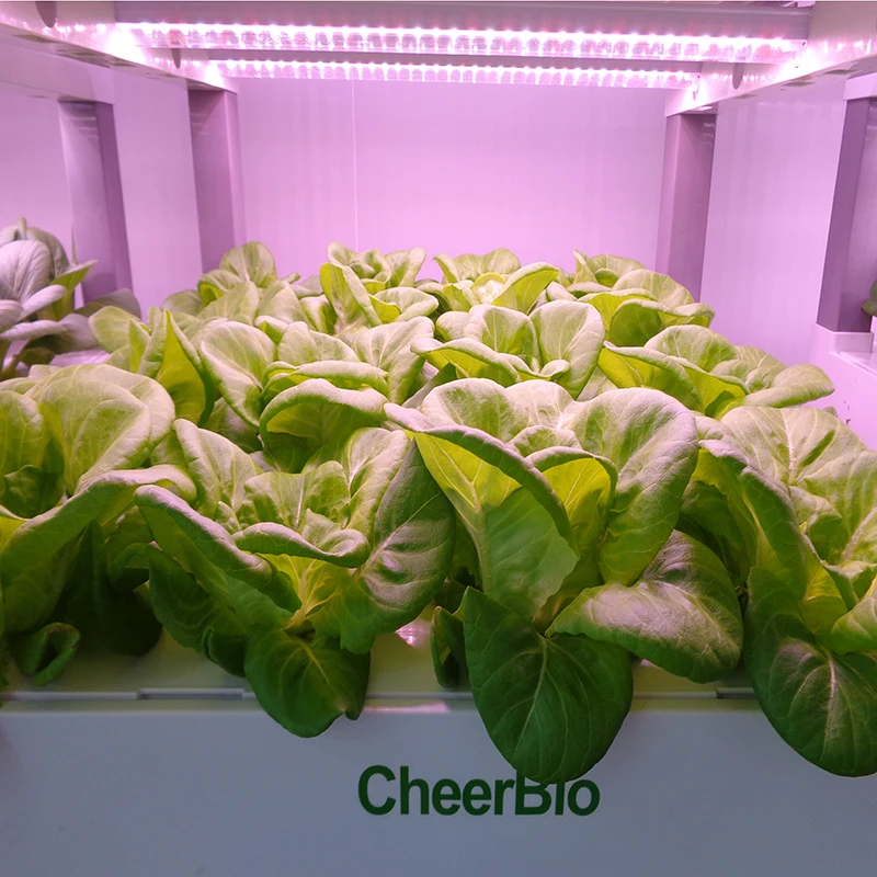 Container Farming Rectangular Channel for Vegetable Growing Indoor Hydroponics Automatic System