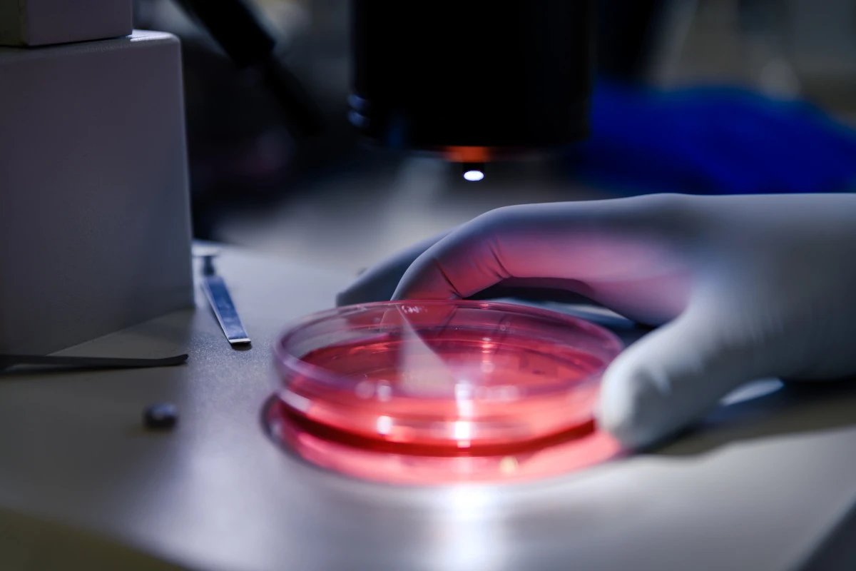 Sterile Lshaped Cell Spreader Plastic Bacteria Spreader For