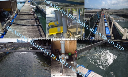 Aeration Three Lobe Industrial Roots Blower 3hp 5hp 10hp Oxygen Supply Good Price for Aquaculture Fish Farm Shrimp Farm