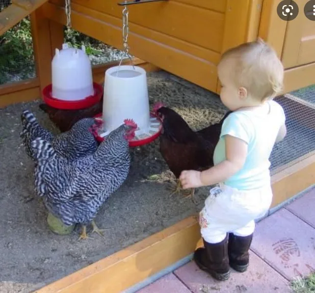 Пластиковый Бройлер для поилки домашней птицы, 1,5 л