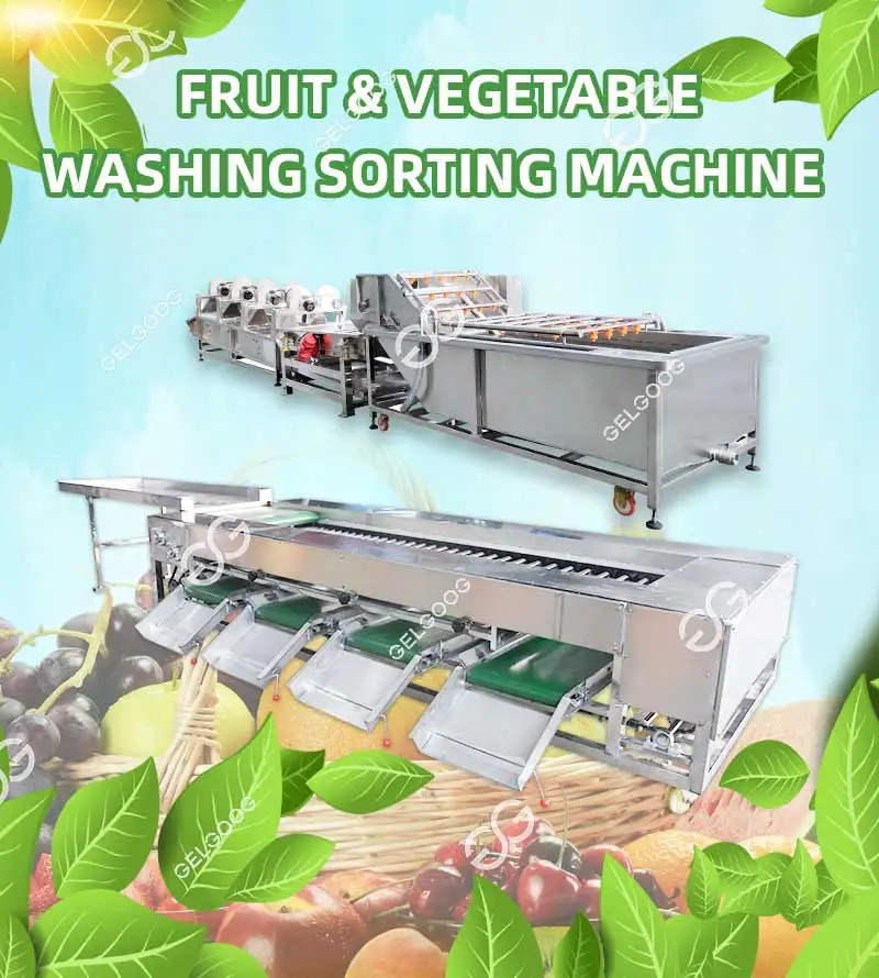 Gelgoog Automatic Chestnut Sweet Potato Sorting Machine Price Electric ...