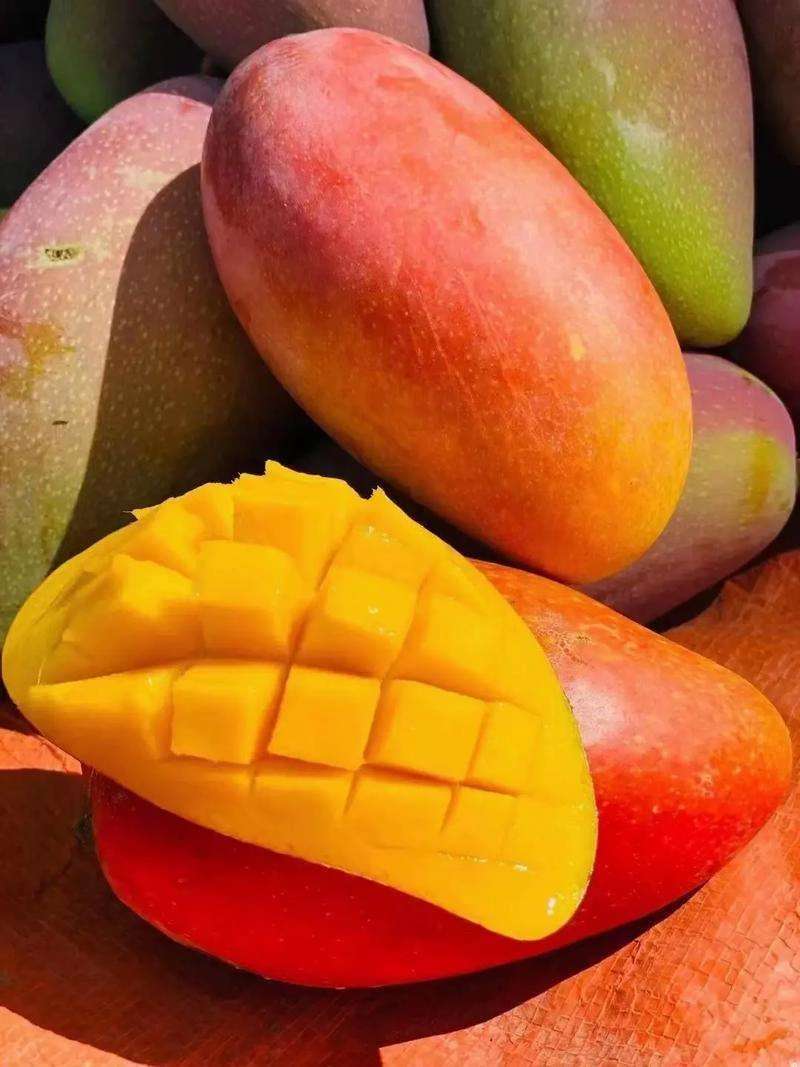 Bulk Freeze Dried Mango Chunks | Wholesale Supplier H8d293dd75bd7404e8ae816337ad4968ct