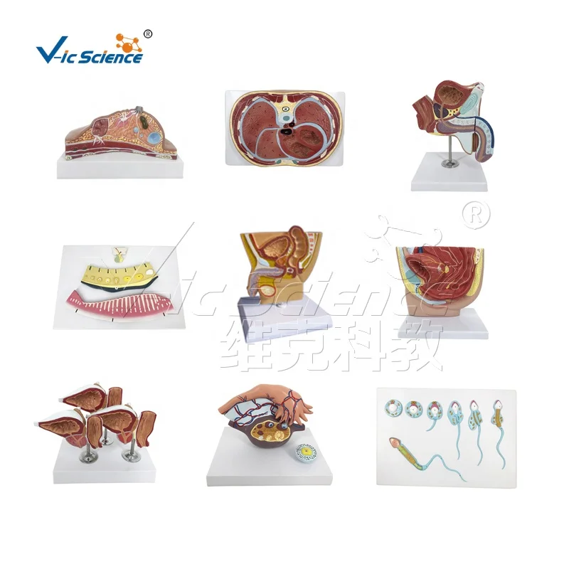 Teaching Human Body Enlarge Half Right Eyeball Dissection Model Eyeball Anatomy Human Eye Model Medical Science Education Model