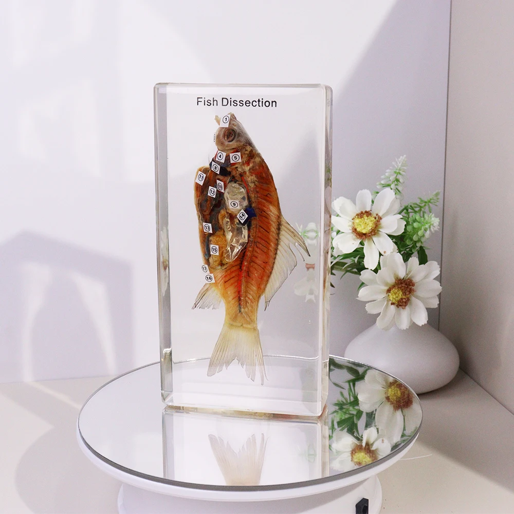 Real Fish Resin Specimen Taxidermy Animal Fish Dissection Educational Toys for High School