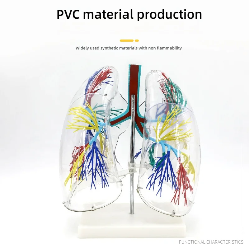 Transparent Lung Model with Bronchial Tree Structure
