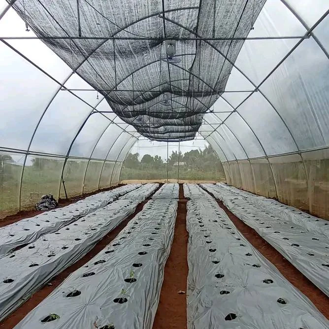 Farm 50 Micron Mulch Paper Sheet Perforated Mulching Film Agricultural Plastic