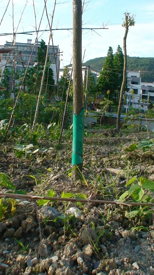 Dark Green Color PVC Spiral Tree Guard Plant Protector in Garden