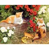 354 flower kitten
