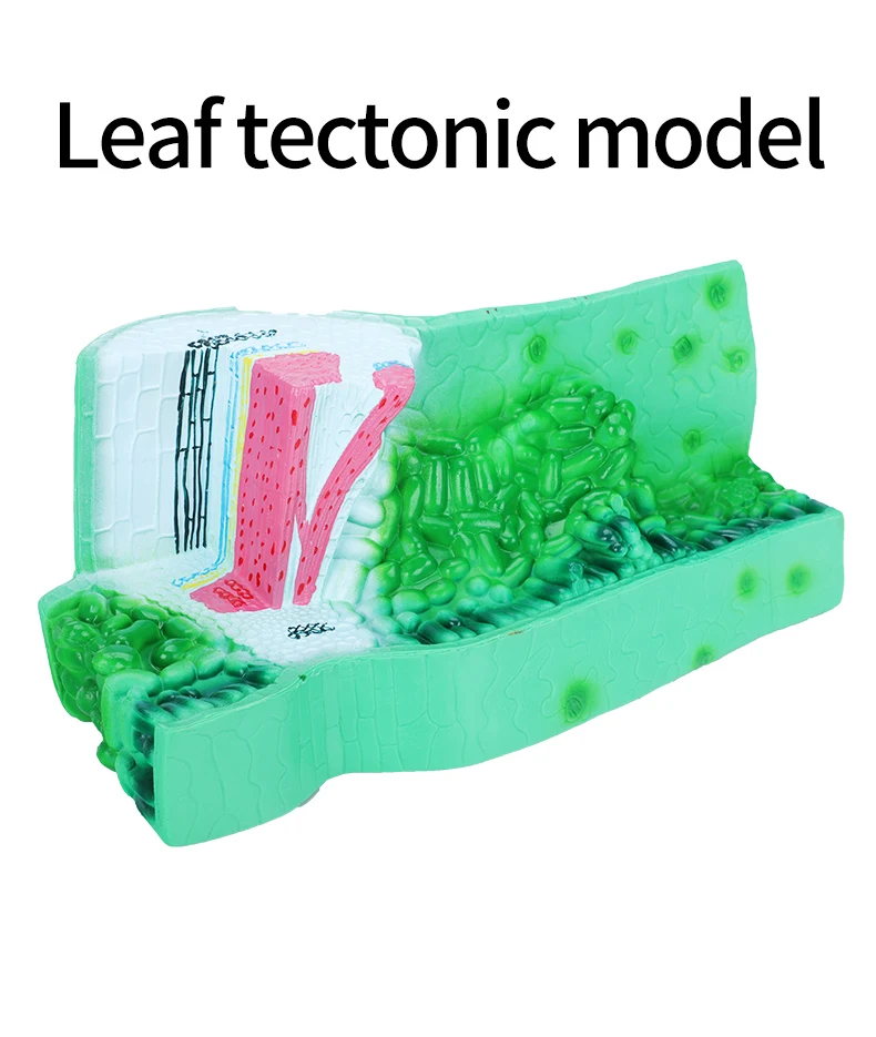 product sciedu teaching equipment biology model leaf structure anatomy model plant cell model teaching aid-3
