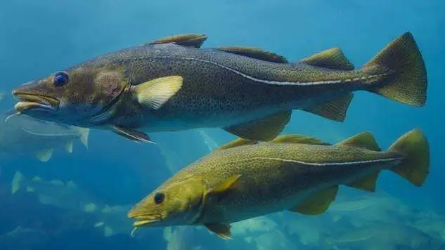 beauty products nicebeyond collagen powder with va