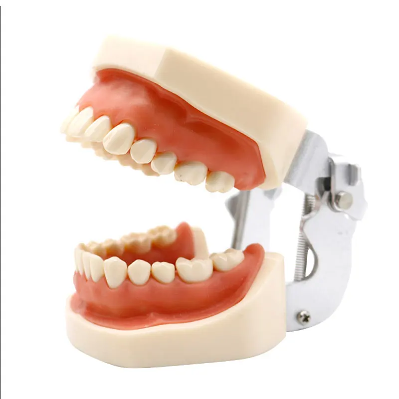 Factory Direct Removable Orthodontic Study Dentist Anatomical Oral Training Oral Tooth Model Dental Typodont Models Carton Box