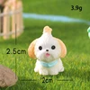 White Shih Tzu
