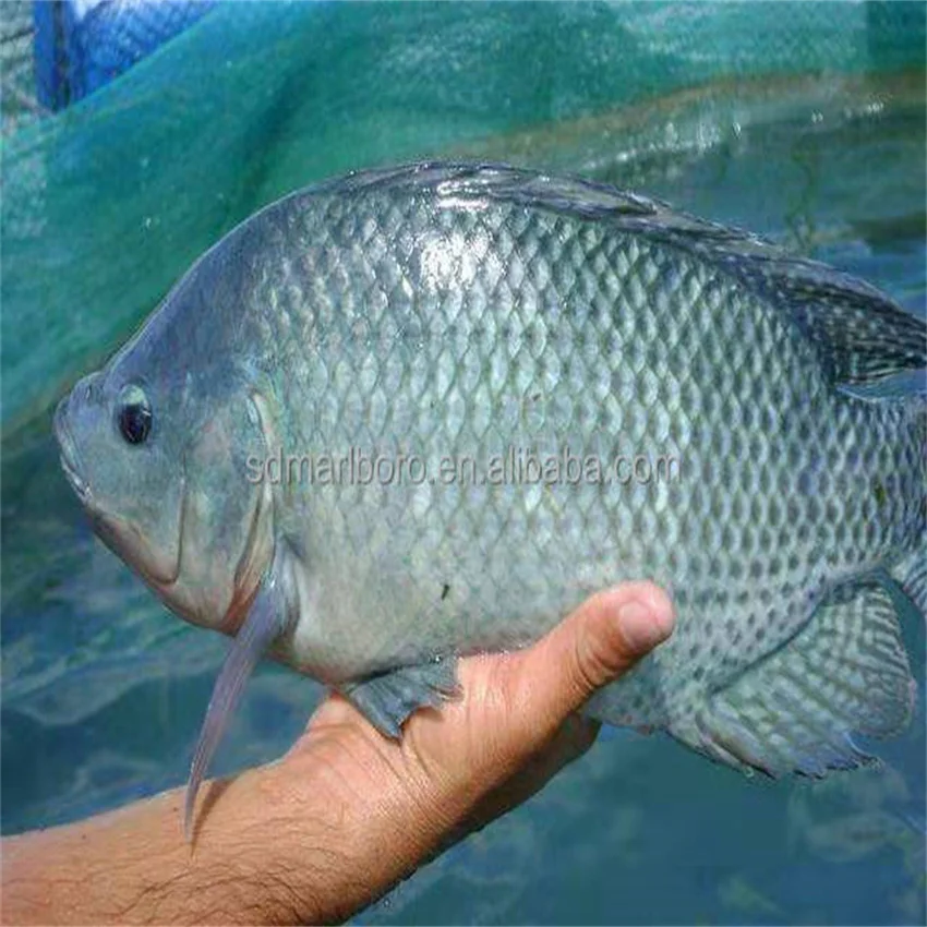 SDM 40000 Liter Round Tarpaulin Canvas Farming Fish tank Aquaculture