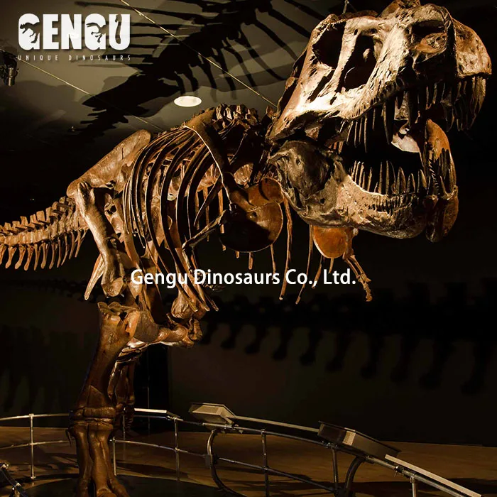 High Quality Dinosaur Skeleton and Fossils