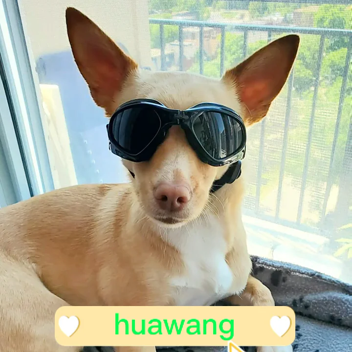 dog sunglasses wholesale