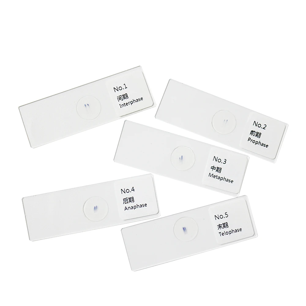 Prepared Microscope Slides Onion Root Tips Cell Mitosis 5 Pcs Set Showing All Stages Clearly for Plant Genetics Biology Science