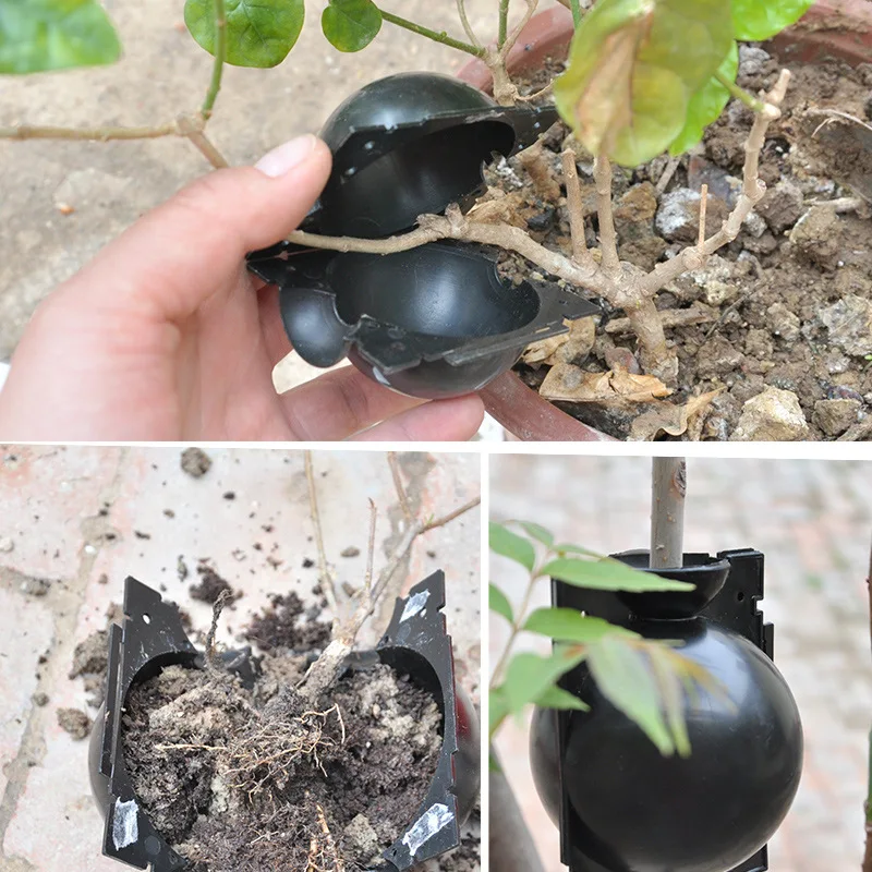 L size 12cm propagation container fast root growing ball Plant Rooting Device