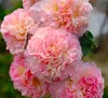 Rosa a petalo singolo
