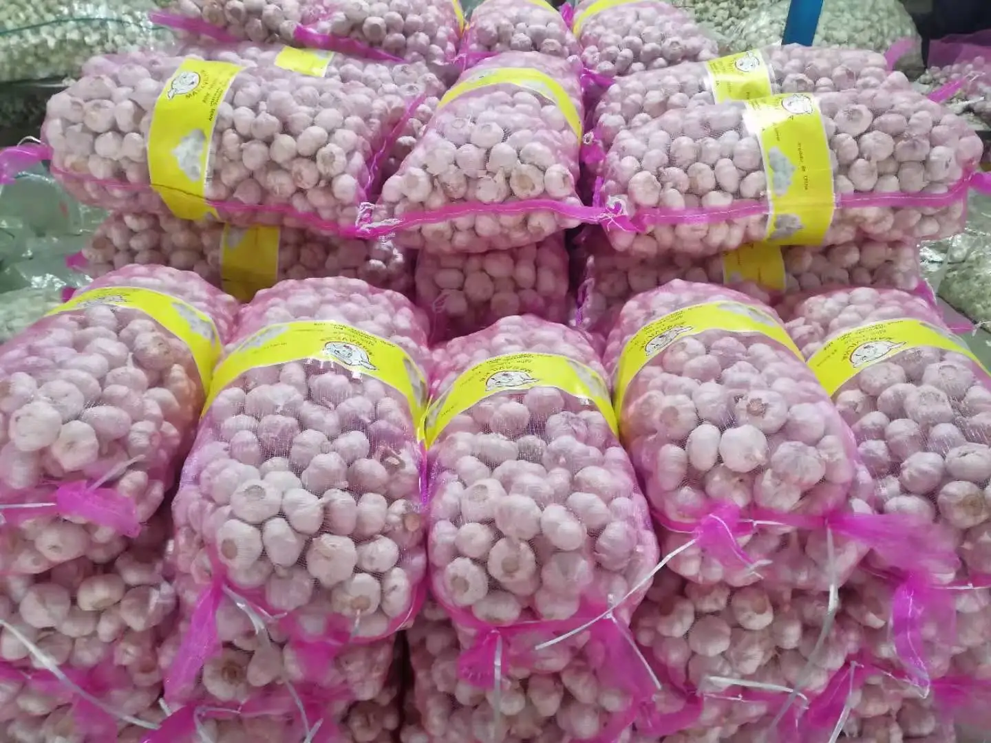 Fresh Garlic 2022 New Price Elephant Garlic Export To Brazil Euro Egypt