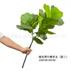 Ficus Lyrata Grande de Dos Troncos, Versión 3, 105 cm