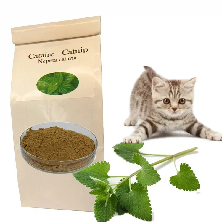 Есть кошачья мята. Catnip Nepeta cataria. Кошачья мята. Листья кошачьей мяты. Мята и Кошачья мята.