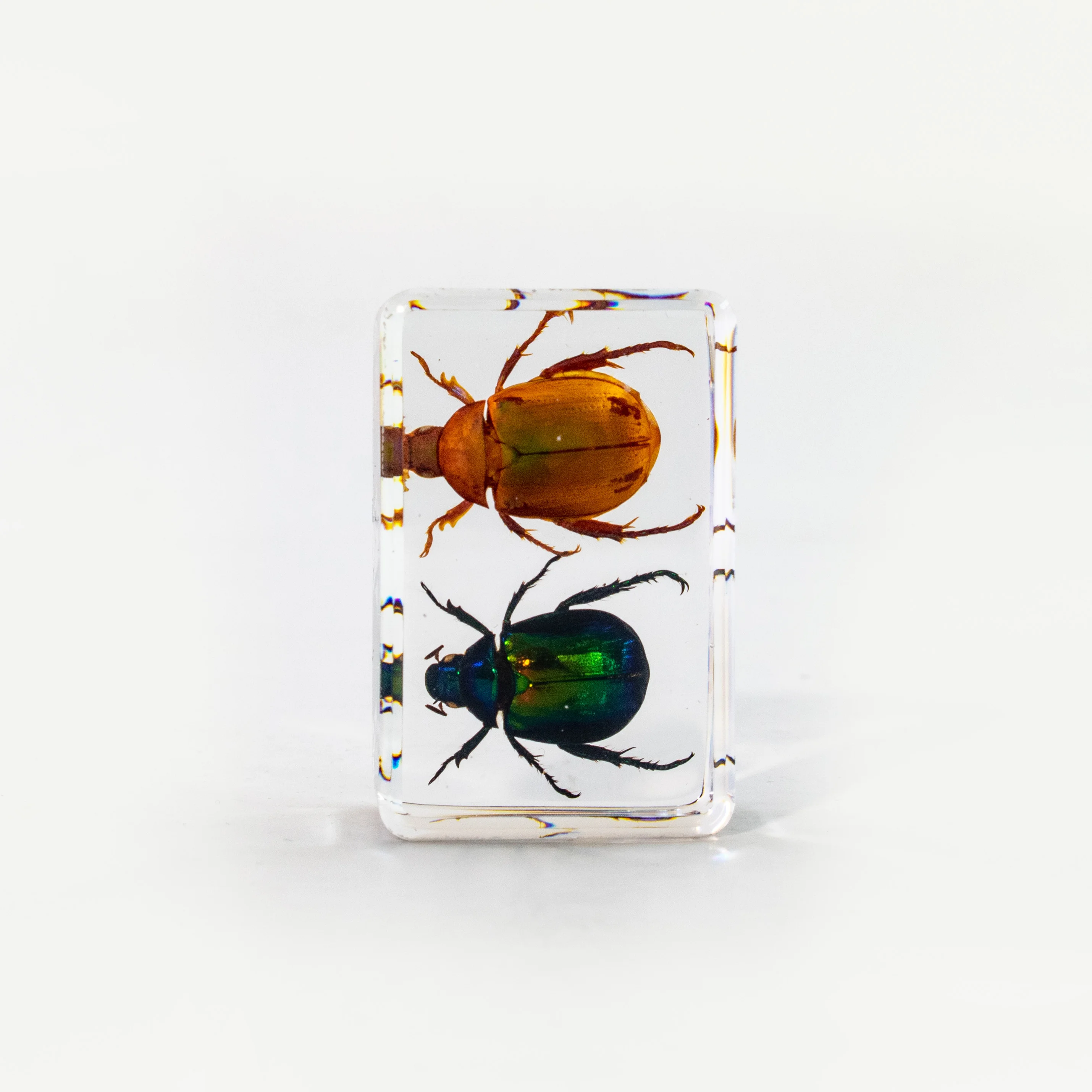 カラフルなスカラベのレジン琥珀標本 - 教育用虫標本 44*29*18mm