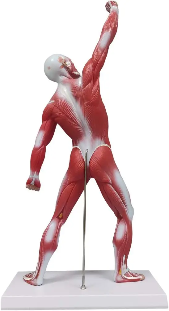Miniature Muscular System Model 50 cm Human Muscle Anatomy Model Displaying Superficial Medical Model Muscles Anatomy