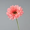 Autunno rosa scuro
