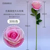 Deep pink single large-headed rose