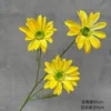 Summer chrysanthemum yellow