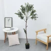 Olivo 155 cm
