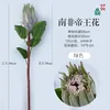 South African King Protea (Green)