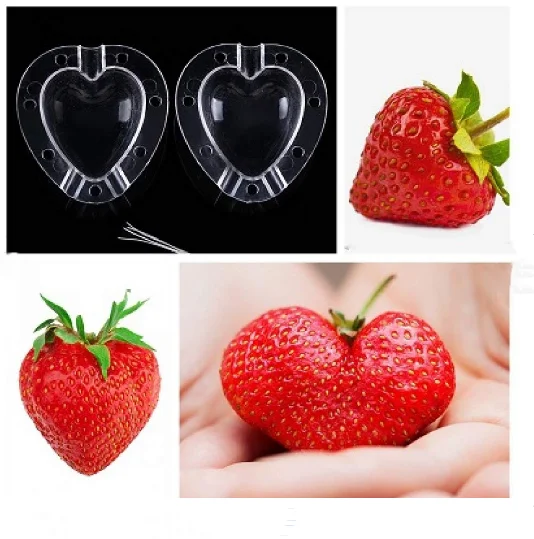 Moules à Fruits Et Légumes Pour Jardin - Lot De 2, Plastique Transparent, Pour Façonner La Croissance | Accessoire Créatif Pour Jardiniers