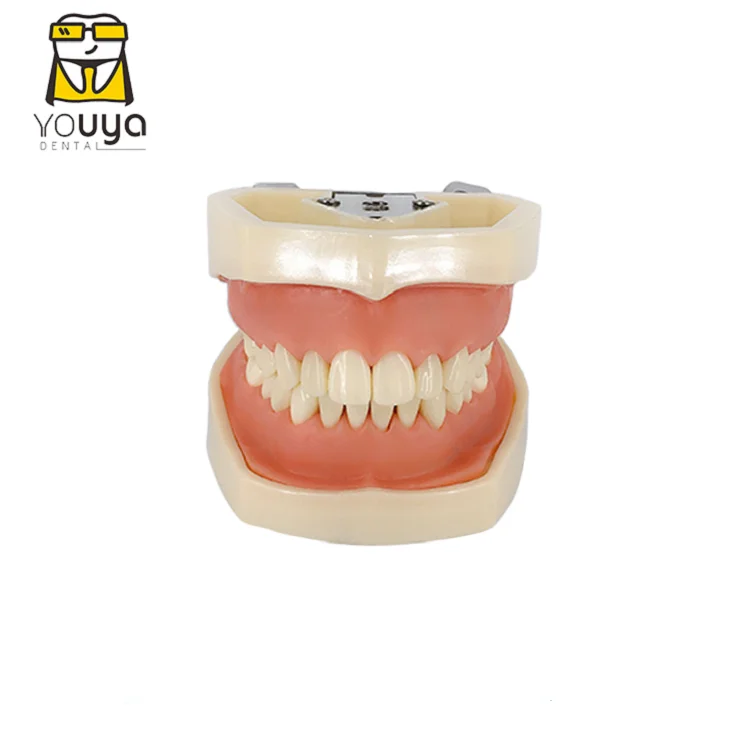 
 Модель для подготовки зубов из смолы, модель для стоматологических упражнений десен  