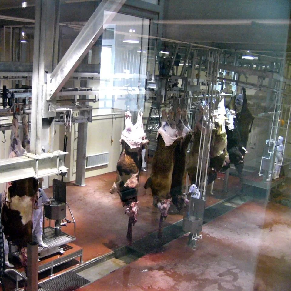Fully automatic cattle slaughtering machine for beef processing and slaughterhouse production lines
