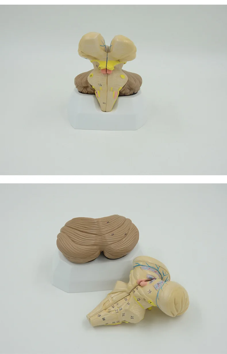 Medical Science Human Nervous System Model Fourth Ventricle Choroid 