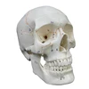 European white skull with attached sutures