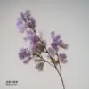 Light purple fluffy grass