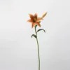 Bulbo di giglio classico (arancione)