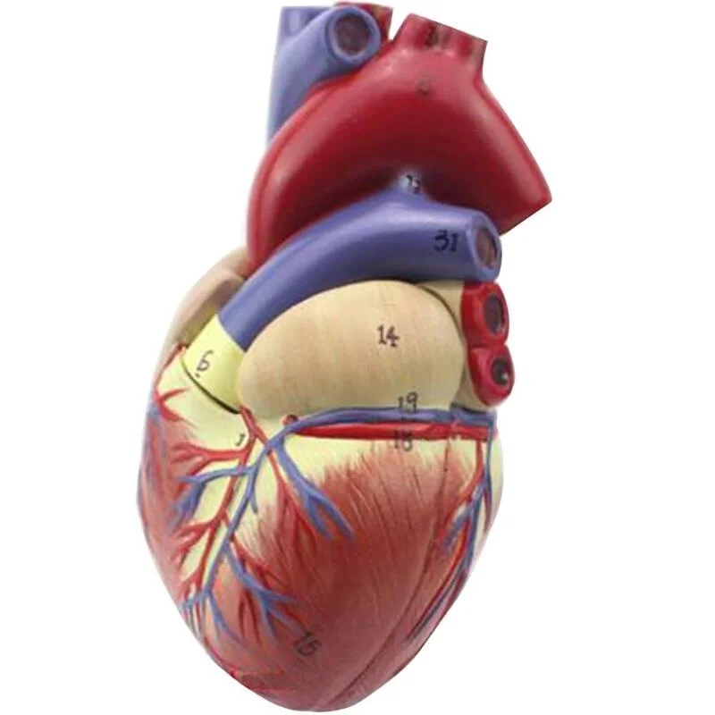 Анатомическая модель для обучения анатомии человеческого сердца медицинская наука внутренности медицинского органа Учебные ресурсы с подставкой из