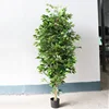 1.8M Ficus plastic pot