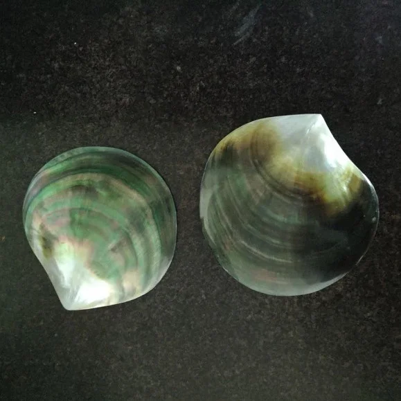 Factory Natural Sea Shell Polished Yellow Black Mother of Pearl Shell Abalone Shell
