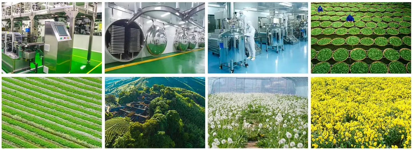 Vacuum Fried Shiitake Mushroom Chips for Wholesale | Bulk B2B Supply H8e236c8a6c674225bb6565ce048d8296G