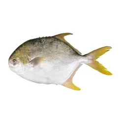 frozen black tilapia red tilapia frozen tilapia fish live tilapia