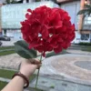 Hortensia coréen à une tête - rouge vif