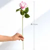 sola rosa rosa