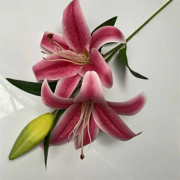 Lily❤️ Van Zyverden Lilies Oriental Stargazer Set of 7 Bulbs Pink