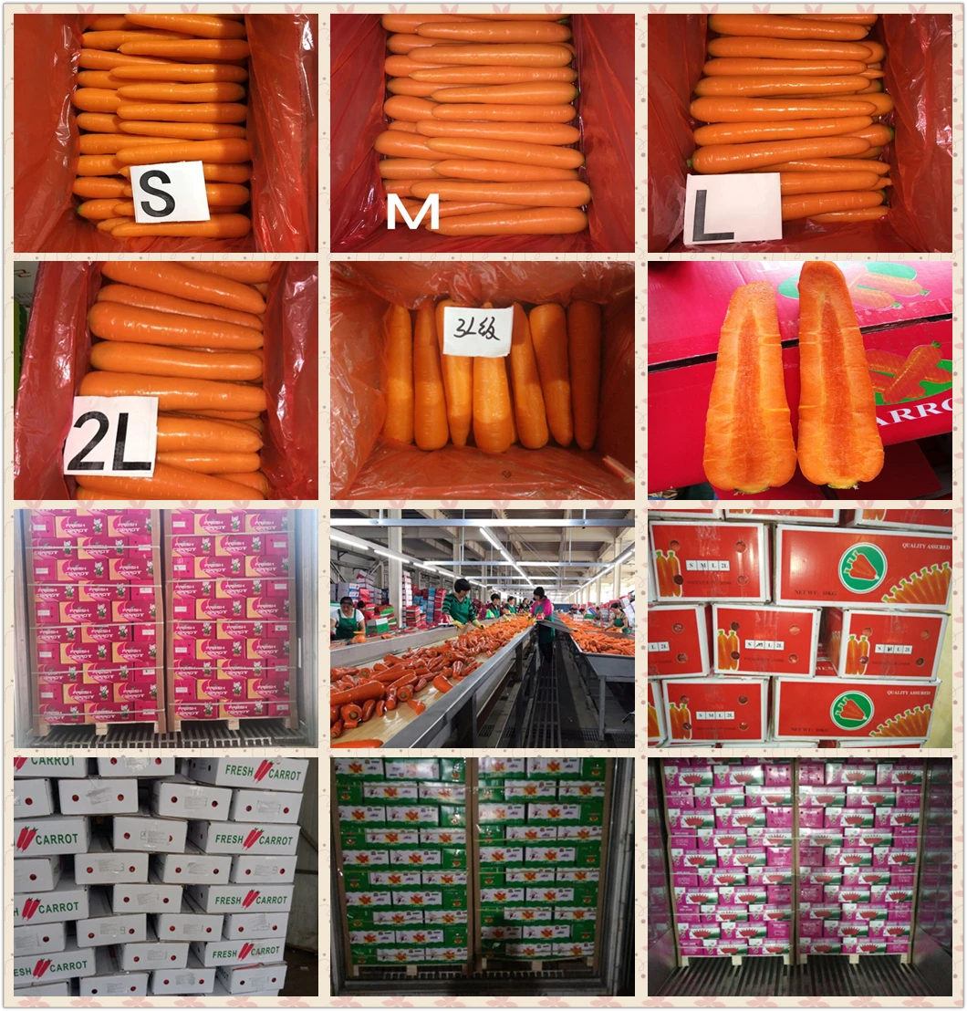 New Season Fresh Carrot M Size 4 kg or 10 kg Carton Grade a