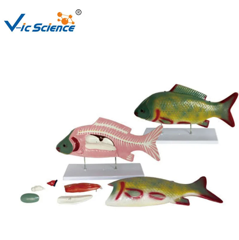 Modelo De Anatomía De Pescado Animal Para Enseñanza,Gran Oferta - Buy  Pescado Disección Modelo,Pescado Anatomía Modelo,Modelo Animal Product on  